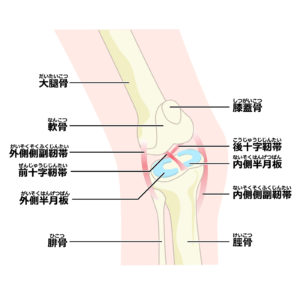 膝の構造イメージ