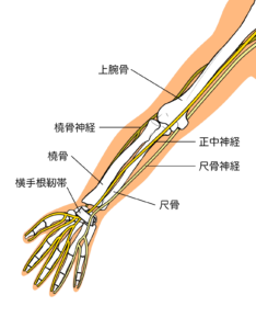 腕の神経　イメージ