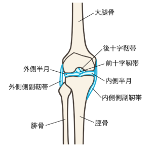 膝の靭帯　イメージ
