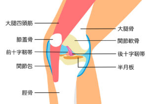 膝　構造